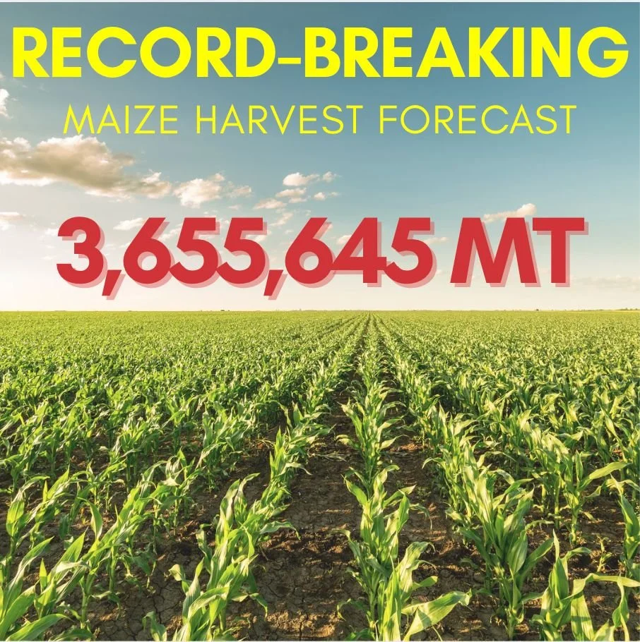 BREAKING: RECORD MAIZE HARVEST IS FORECAST