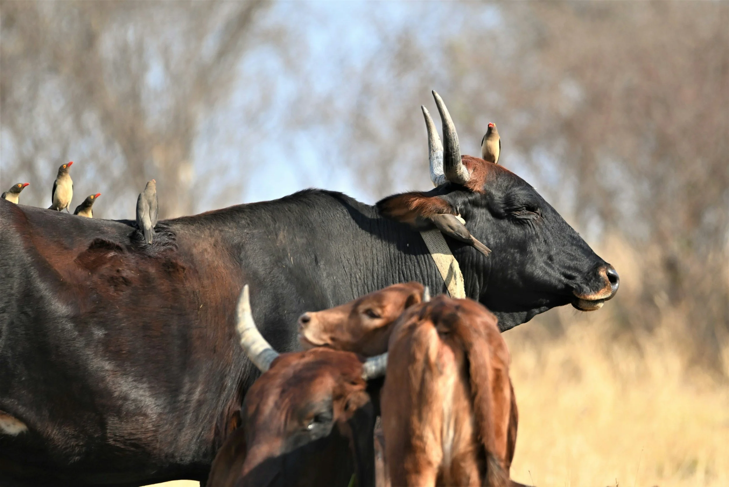 President Hichilema Targets $1bn In Annual Beef Exports 