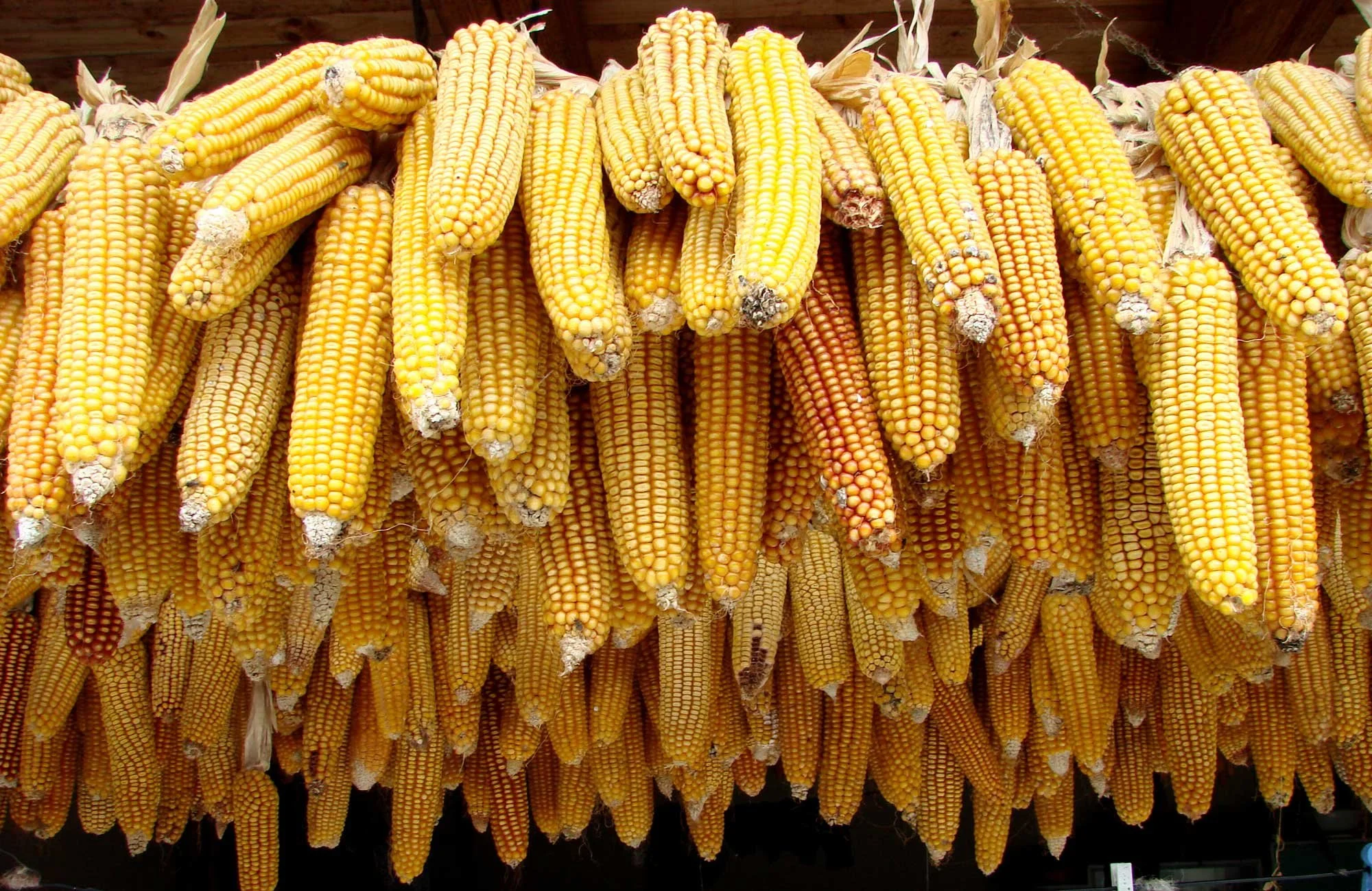 FRA Sets Maize Purchase Price at K340