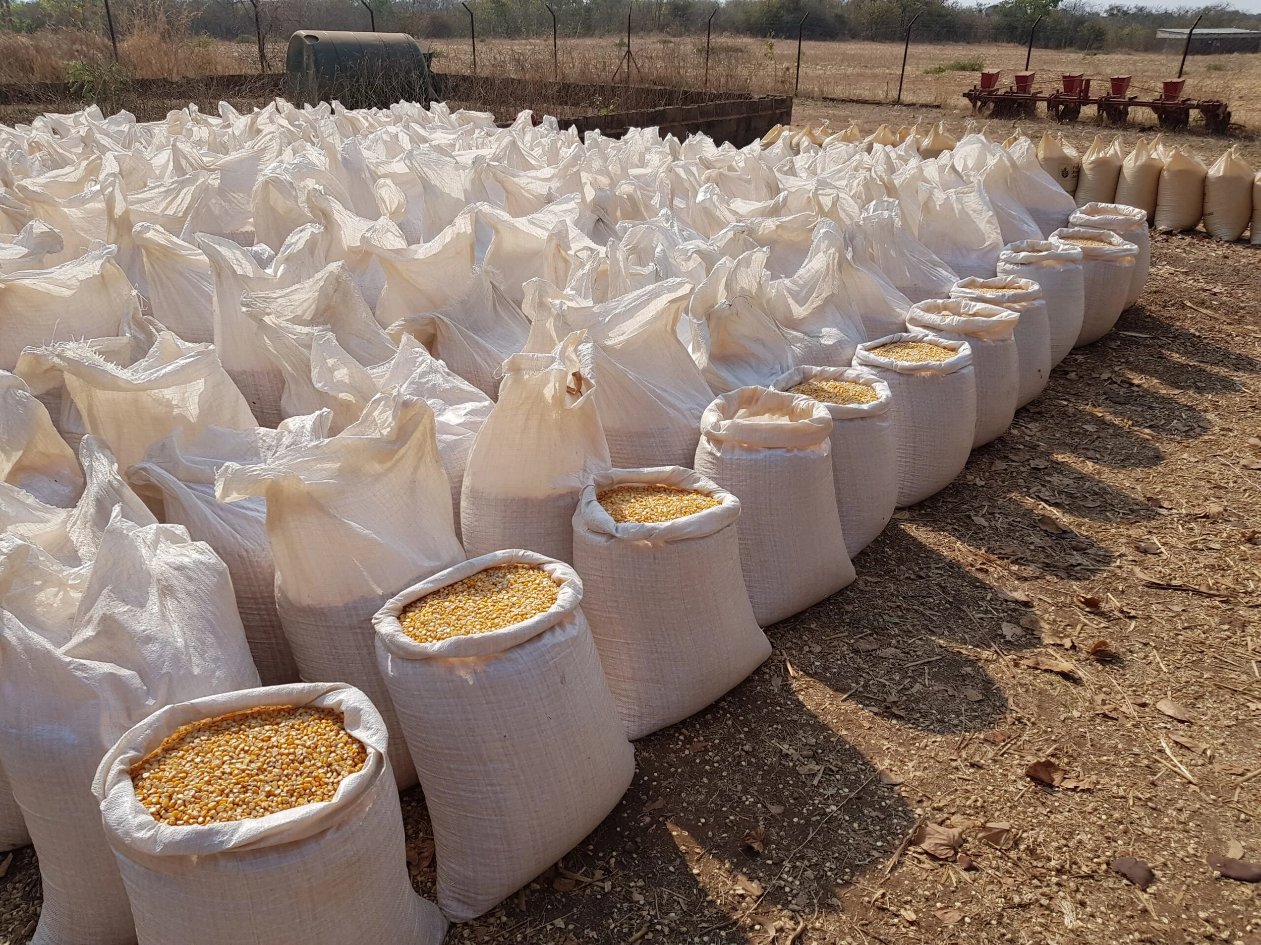 Grain Traders Welcome Higher Maize Purchase Price 
