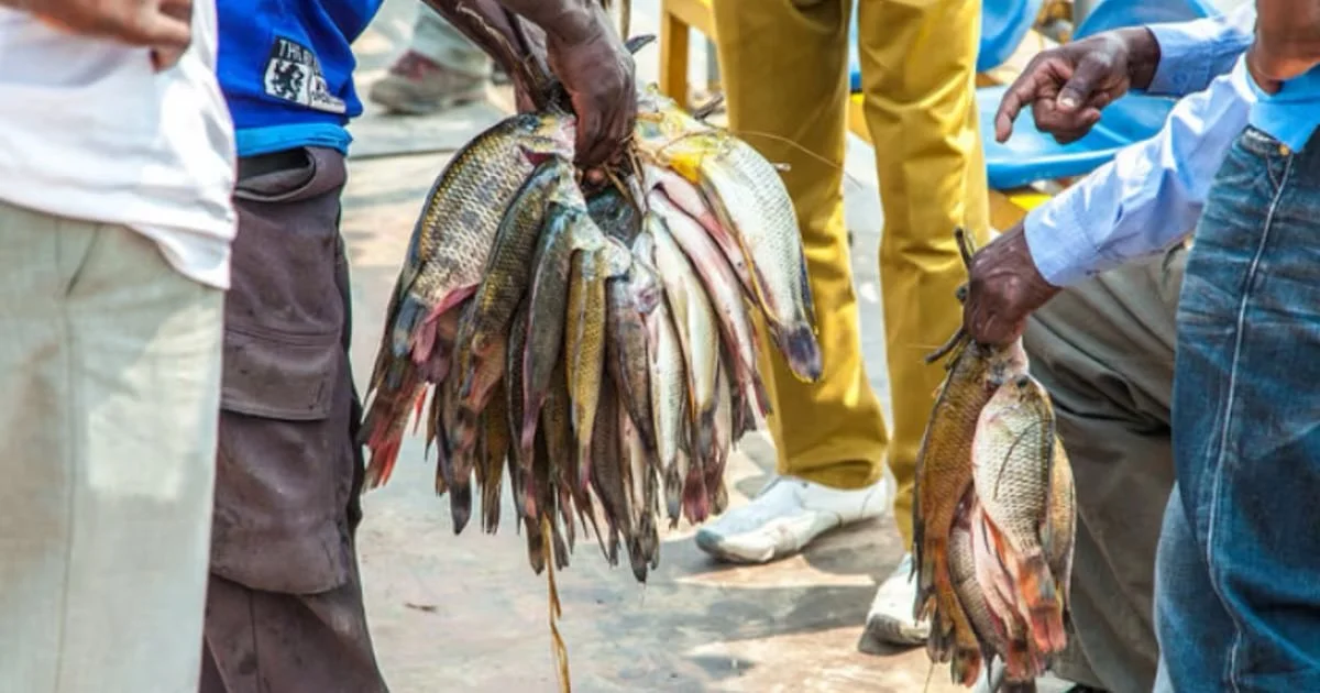 Zambia Breaks Regional Record in Fish Production