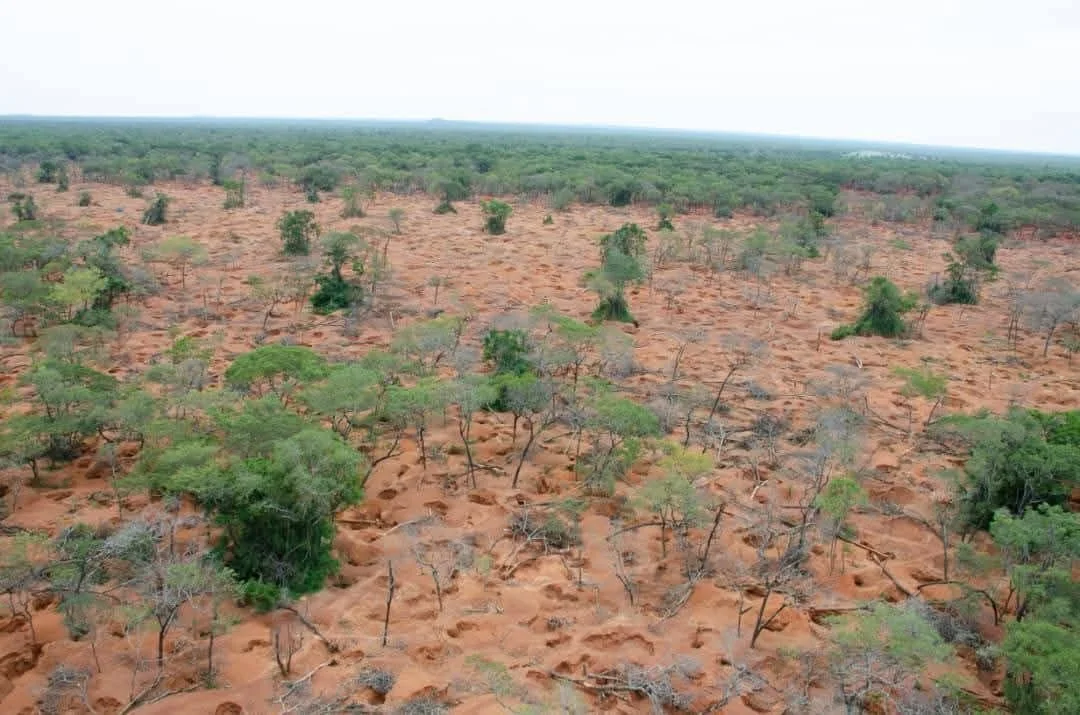 Artisanal Miners to Receive Kikonge Tenements