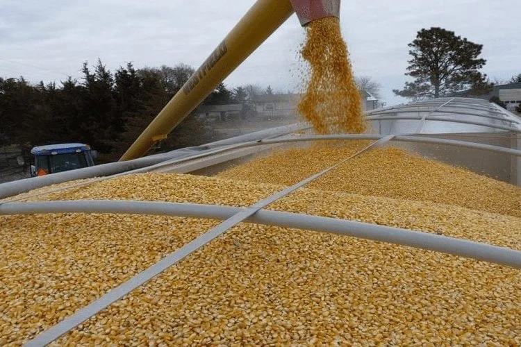 Zambia Signs Historic Mealie Meal Export Deal with DRC