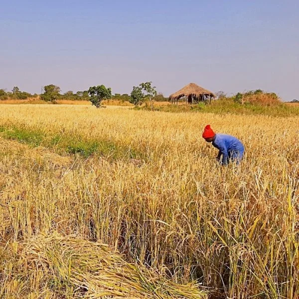 Zambia to Push Rice Export with Southeast Asia in Sight