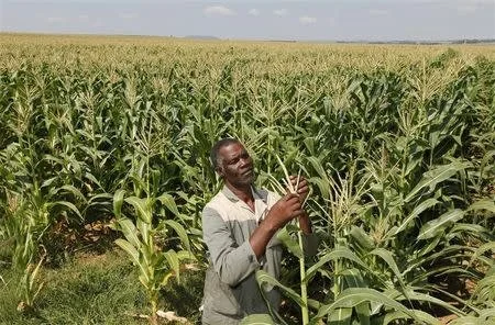 Zambia set for record maize harvest as output tops 4.1 million tons
