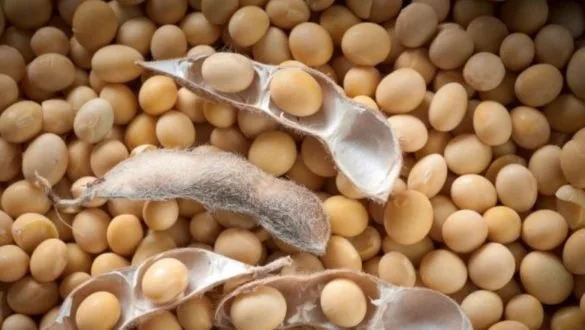  Government in Talks with China Over Three Million Tonne Soybean Deal