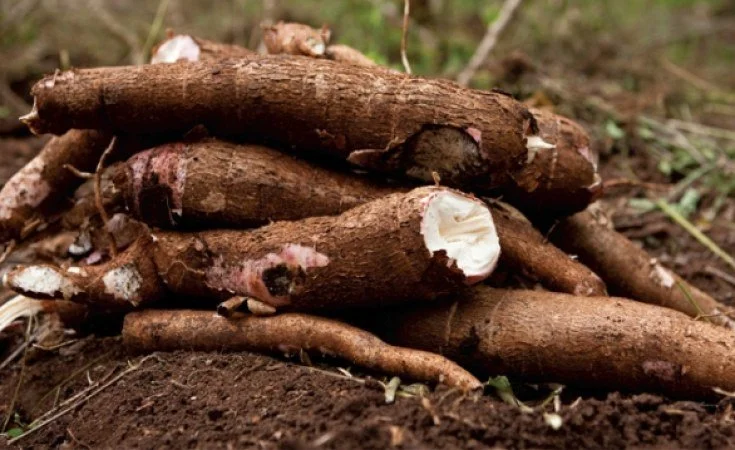 Luapula on Course for 1.2 Million Tonne Cassava Harvest