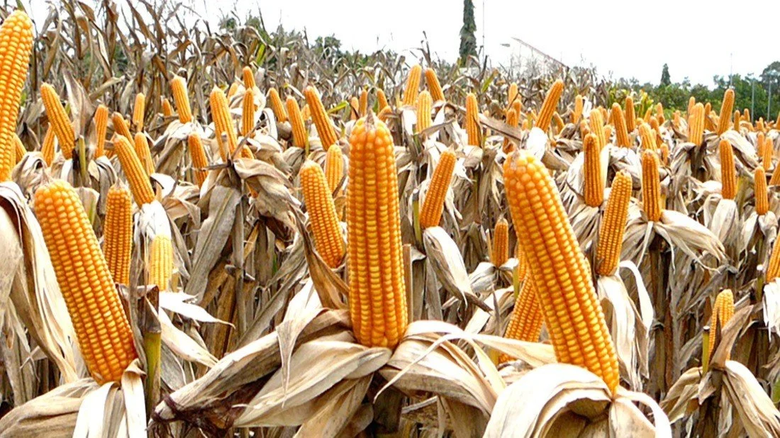  Central Province Maize Output Tops One Million Tonnes