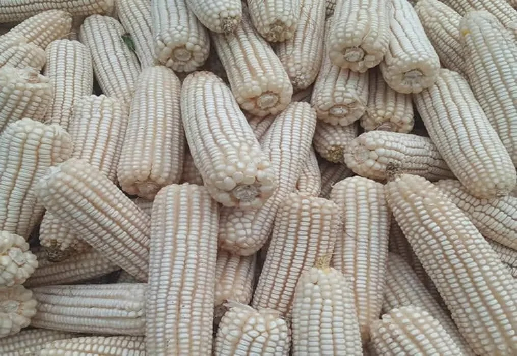 MAZ Targets Purchase of 2.2 Million Tonnes of Maize During 2026 Marketing Season
