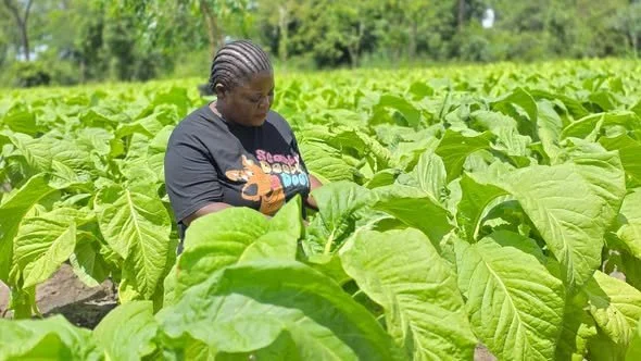 Government Unveils National Tobacco Strategy to Strengthen the Sector