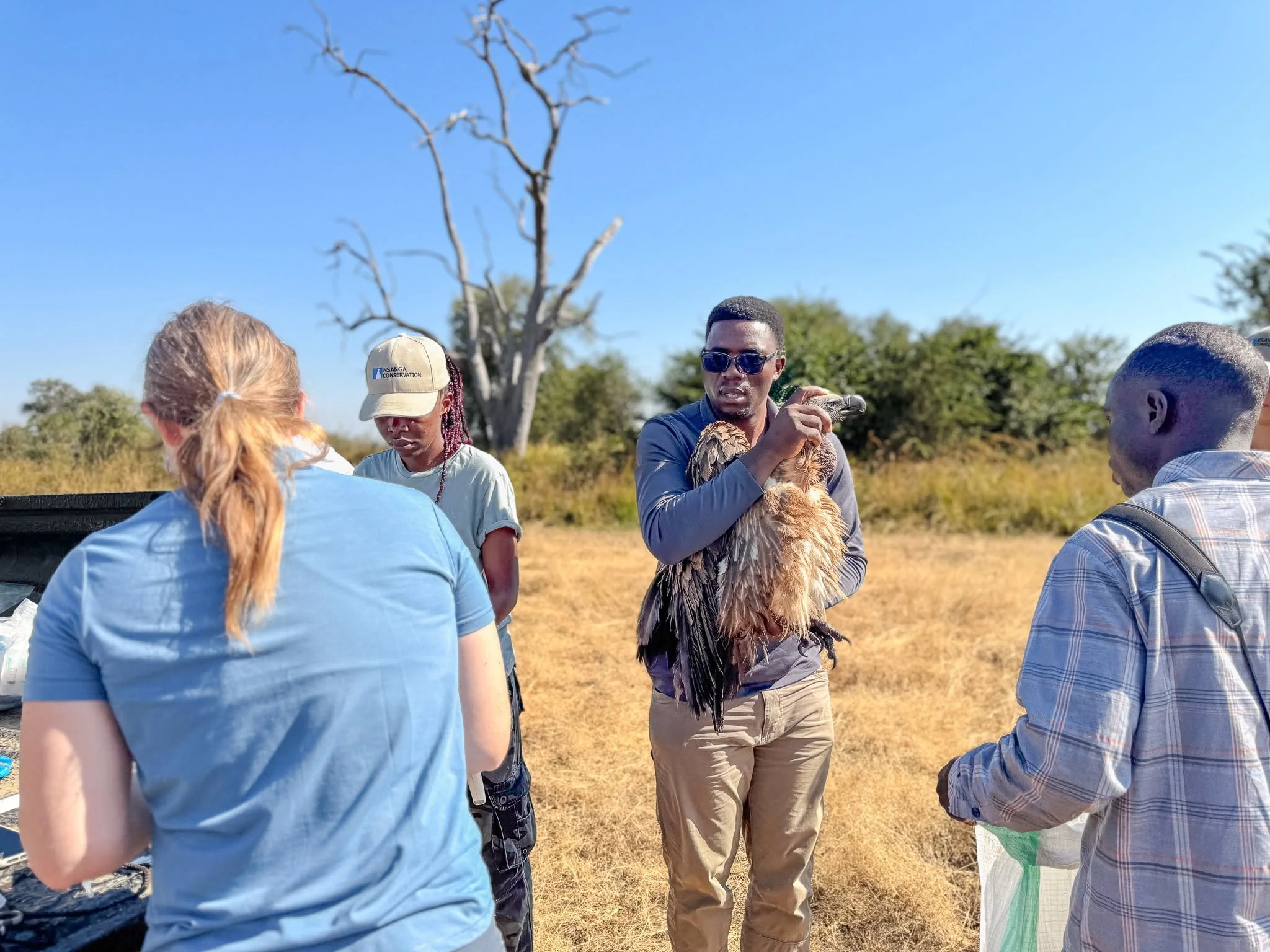 Satellite Tracking of Eight Critically Endangered Vultures Set to Strengthen Conservation in Zambia's Luangwa Valley