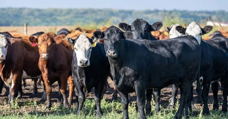 HH Backs Farmers with New Livestock Loan Initiative