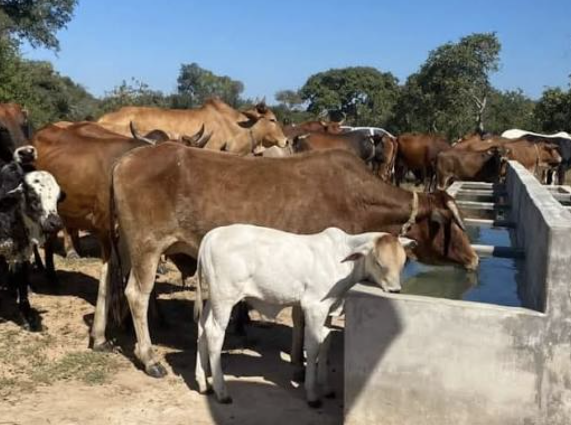 ZAMRA Moves to Secure US$1bn Beef Export Goal