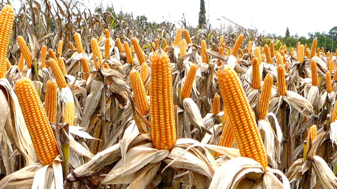 FRA Exceeds Muchinga Maize Purchase Target