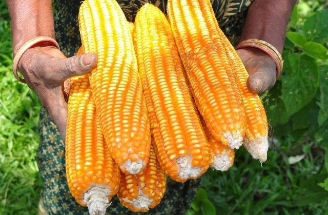 Kenya Ready to Buy 10.8 Million Bags of Maize from Zambia
