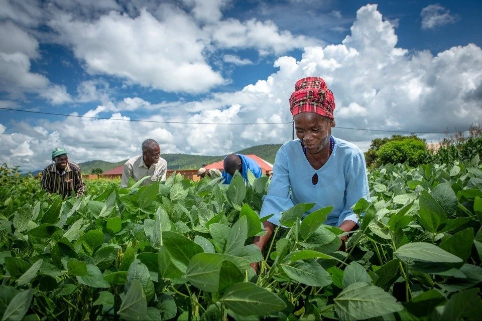 More than K2Bn Paid Out to Farmers
