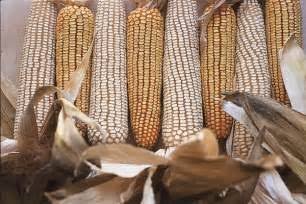 Millers Credit Steady Maize Supply for Falling Mealie Meal Prices
