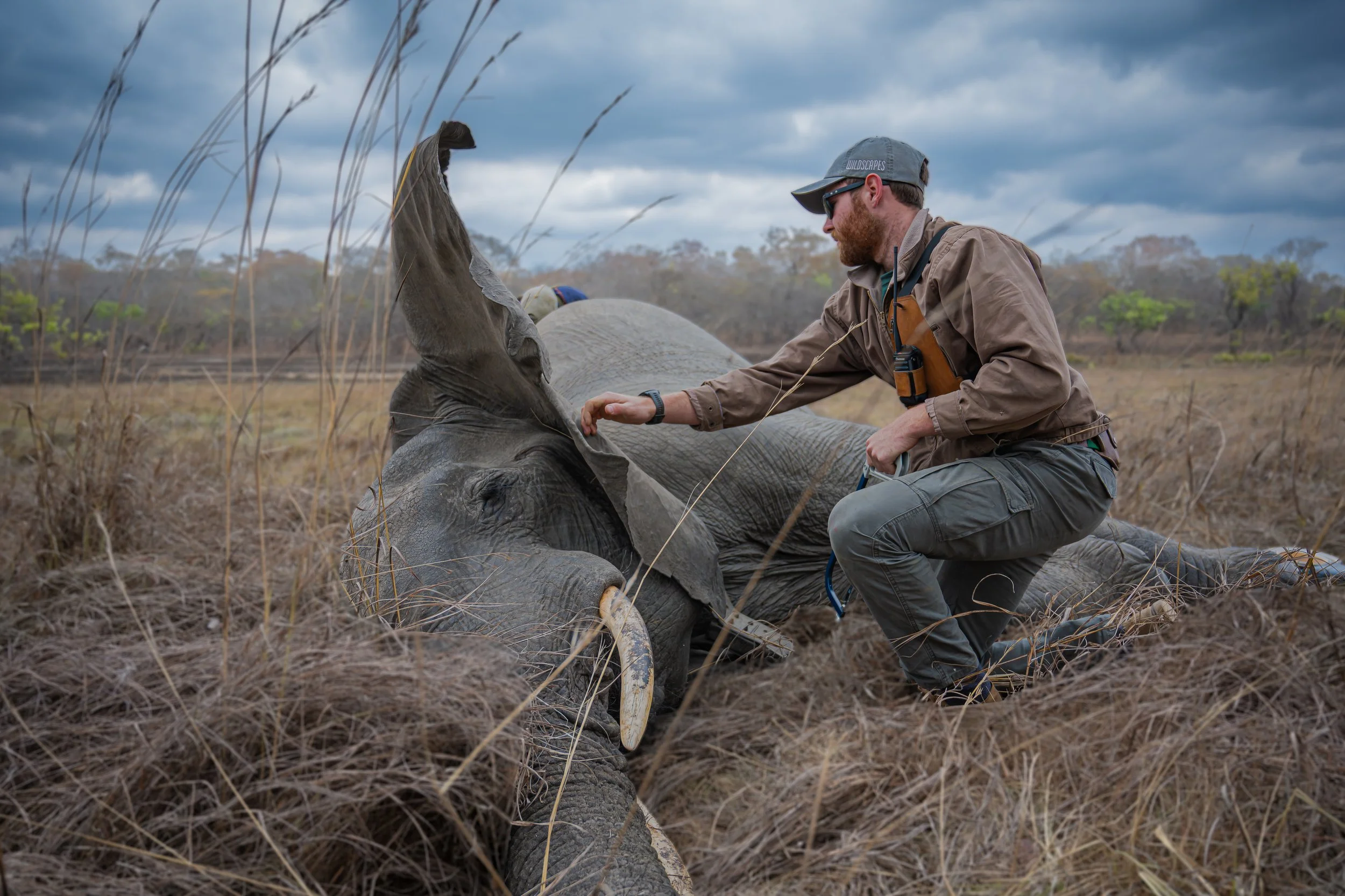 Malawi Launches Elephant Monitoring Operation in Kasungu