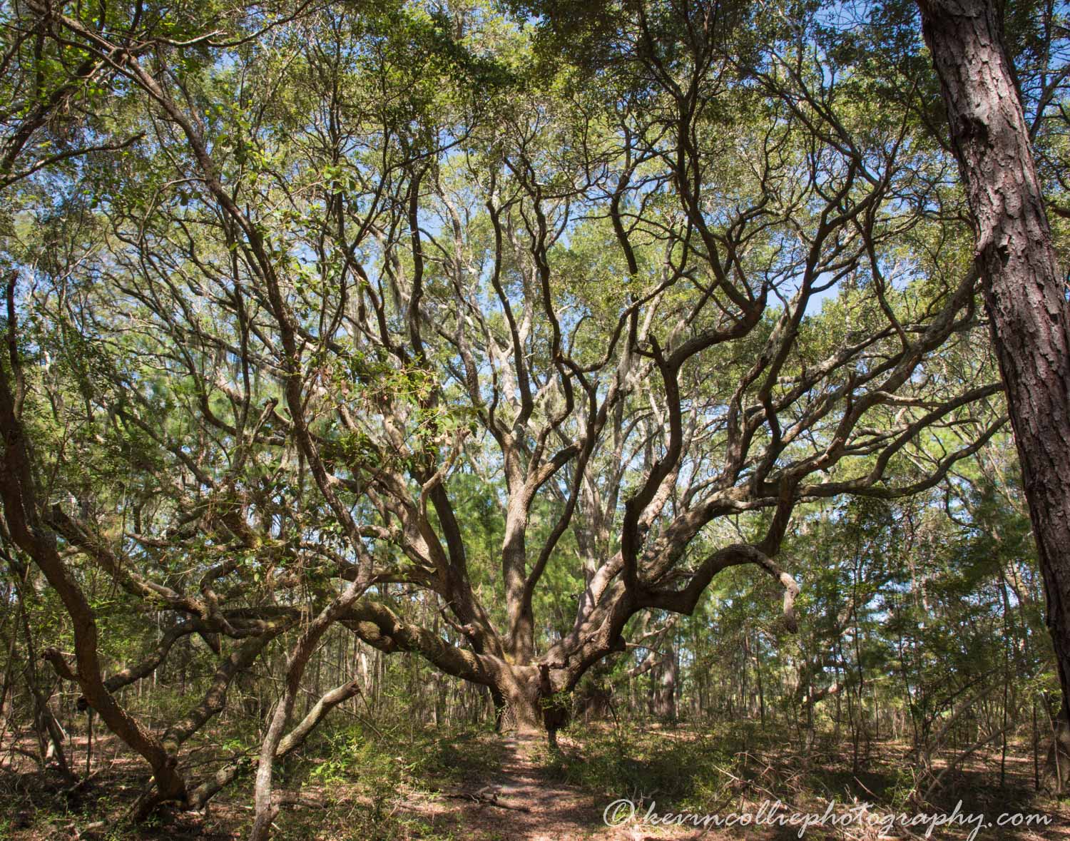 The tree