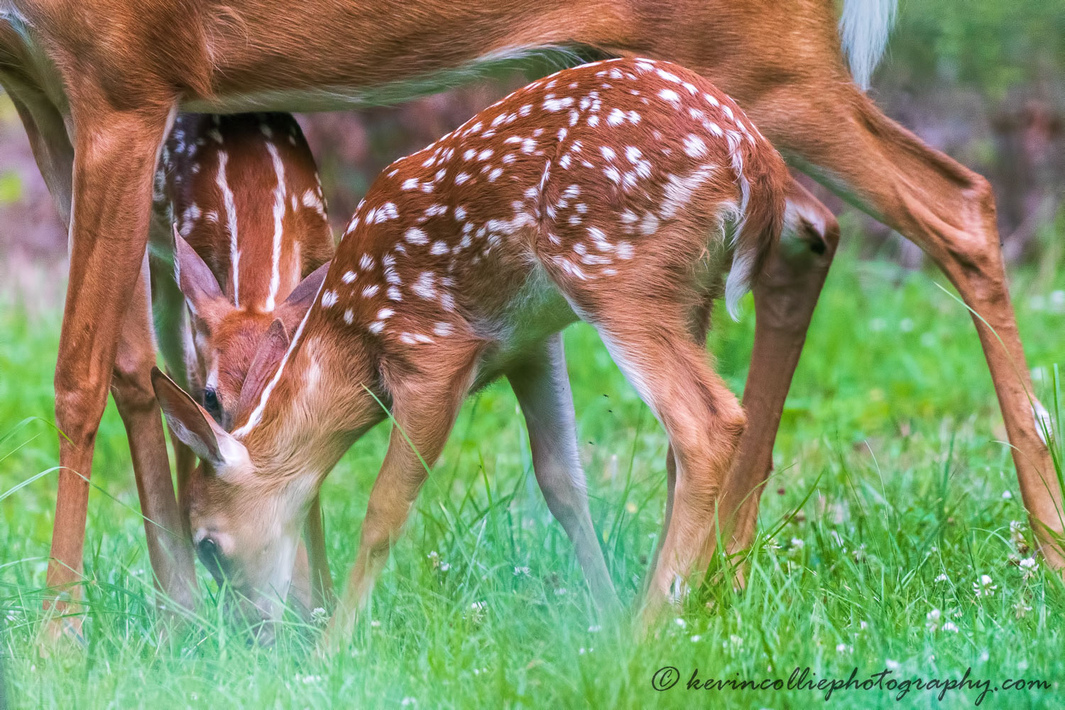 Two fawns under mother's watchful eye ...