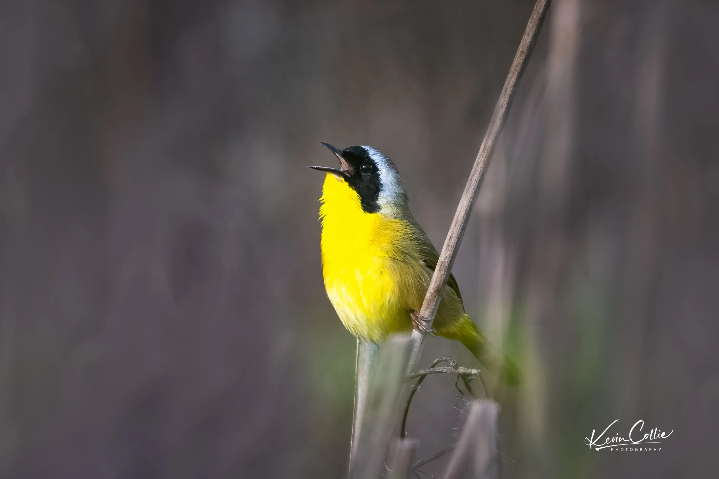 _DSC5157-Edit-Edit-1-web.jpg