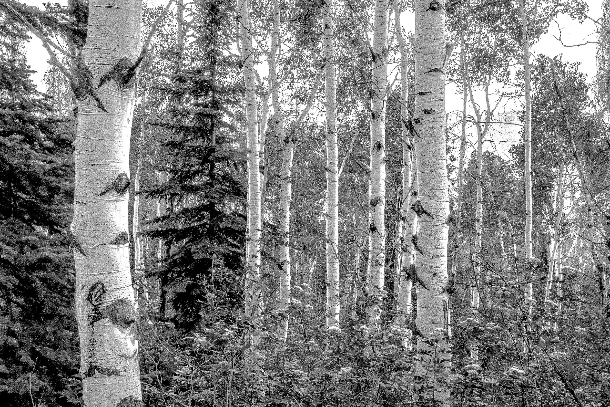 sqr sp bw aspen.jpg