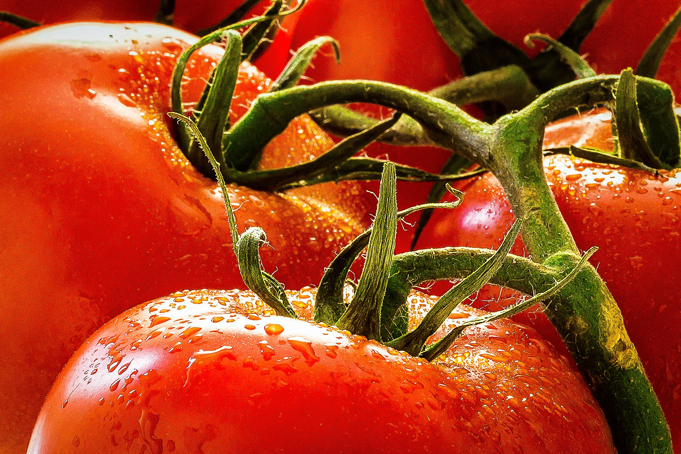 food tomato.jpg