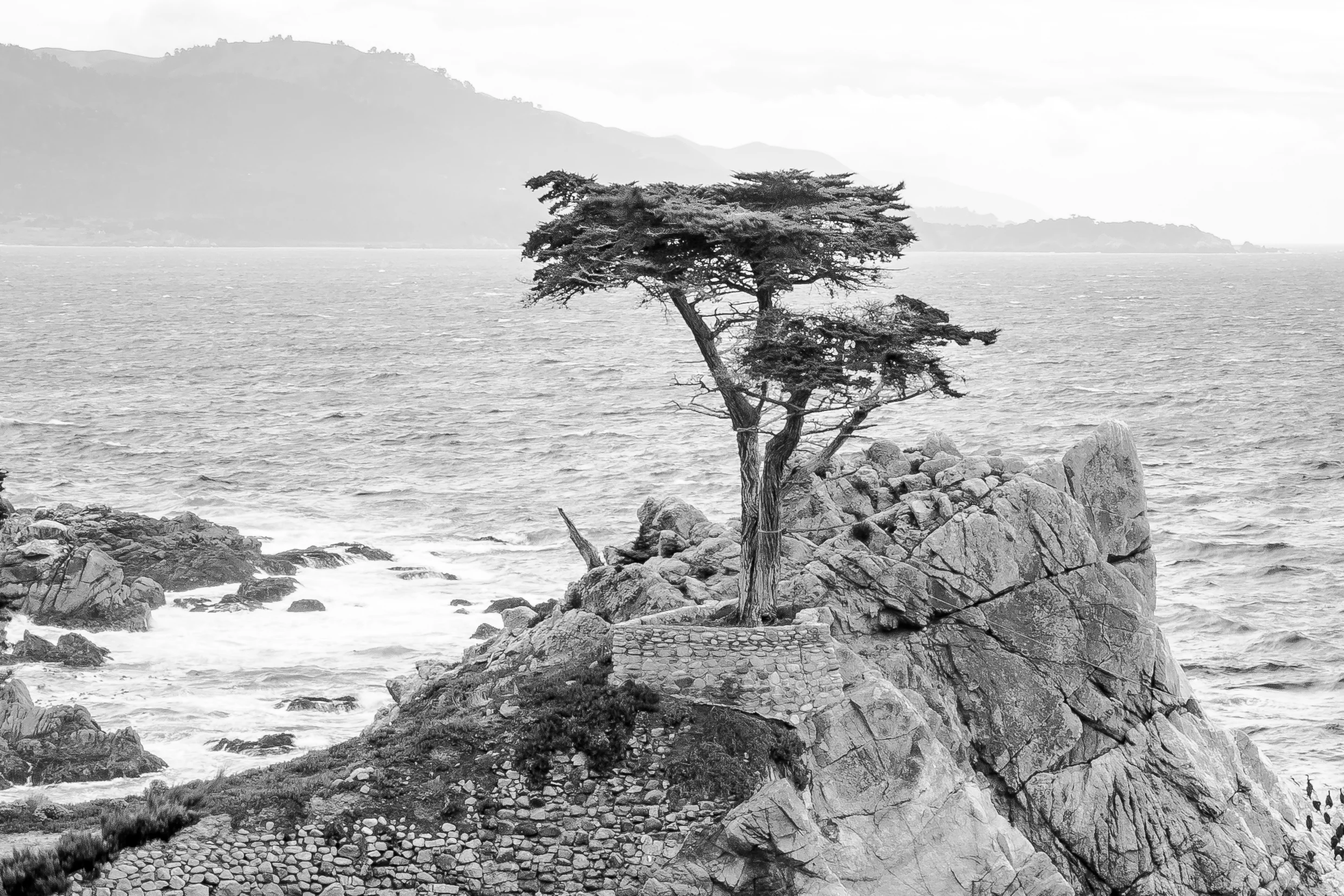 17 mile tree.jpg