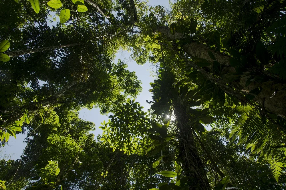 7. Sun through the canopy