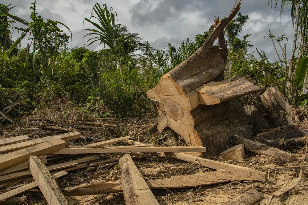 logging-manu-national-park-amazon-rainforest-peru-voices-on-the-road-bethan-john-DSC_1971.jpg