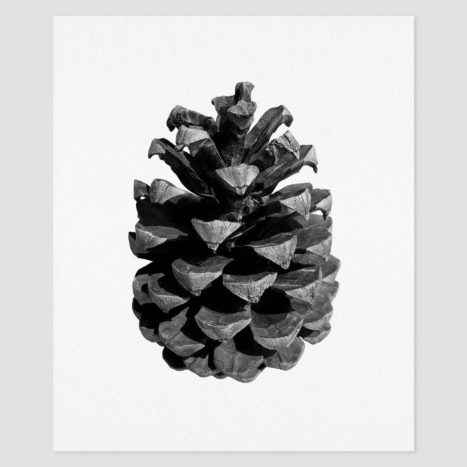 prints_pinecone.jpg
