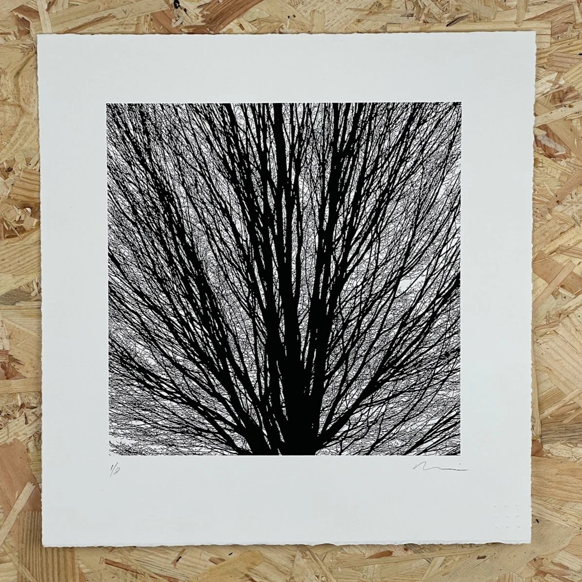 upright hornbeam.jpg