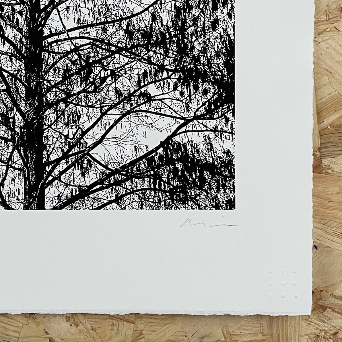 swamp cypress crop.jpg