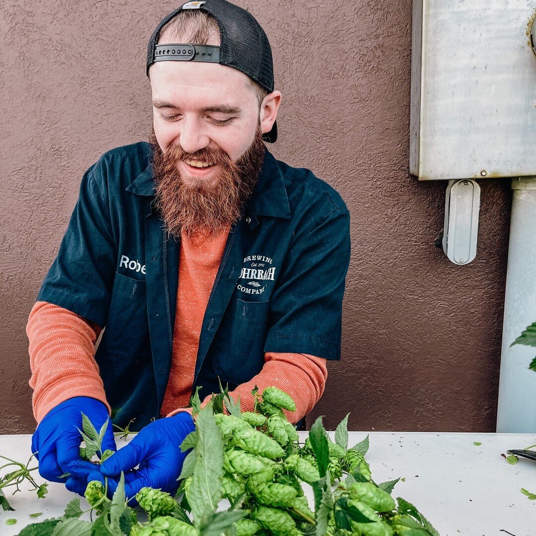 Our Favorite Time of the Year - Hop Harvest! 

Behind our Buffalo Rd. Brewpub, we have a small hop garden that yields just enough hops for our annual batch of Harvest Ale!

Stay tuned for the release. 🍻🌾

#hopharvest #rohrbach #craftbeer #drinkloca