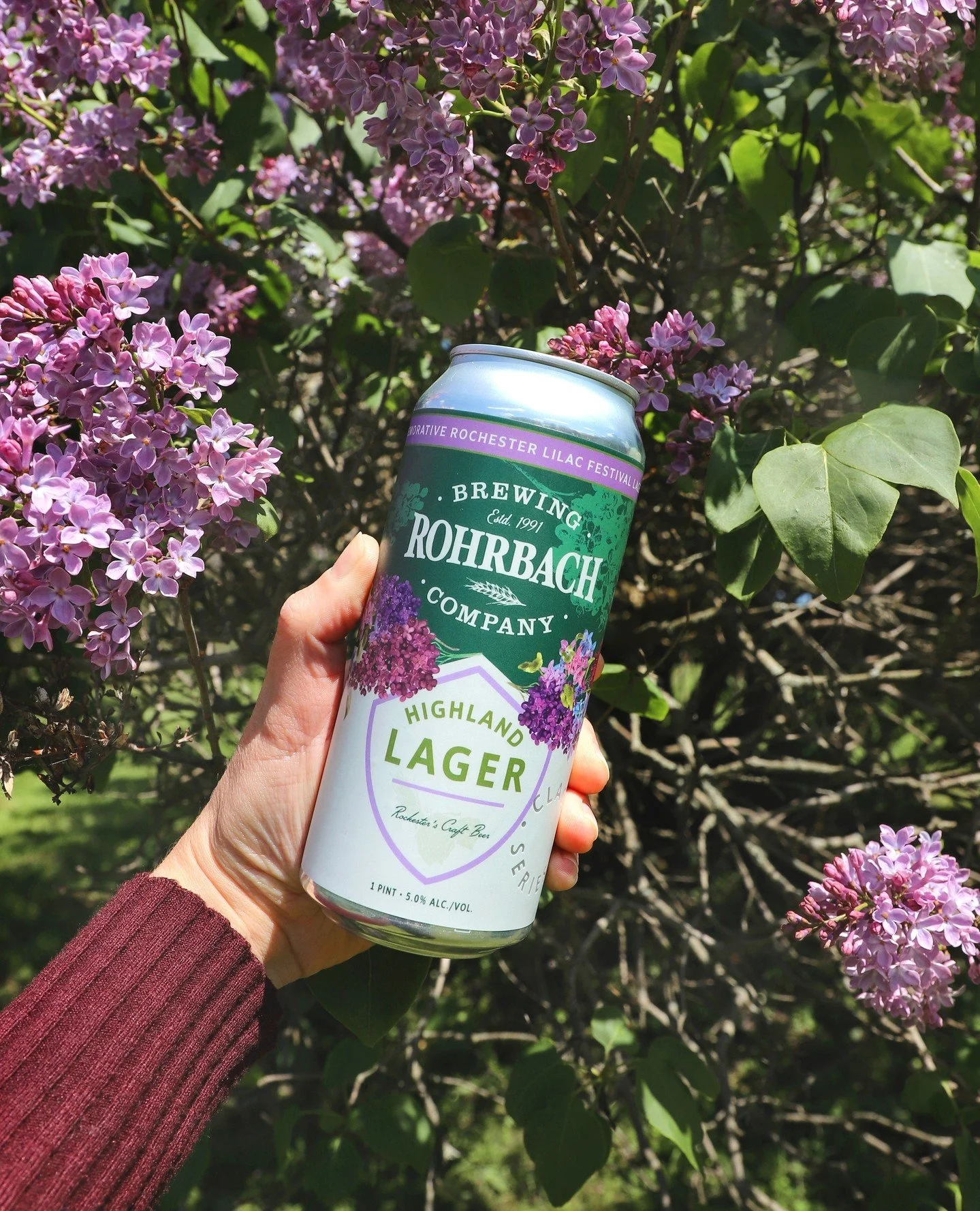 Highland Lager is all dressed up for Lilac Festival! 🪻⁠
⁠
In honor of the festival, this Rohrbach favorite is showing off a limited-edition lilac label inspired by its namesake, Highland Park. Same crisp, easy-drinking lager that&rsquo;s been around