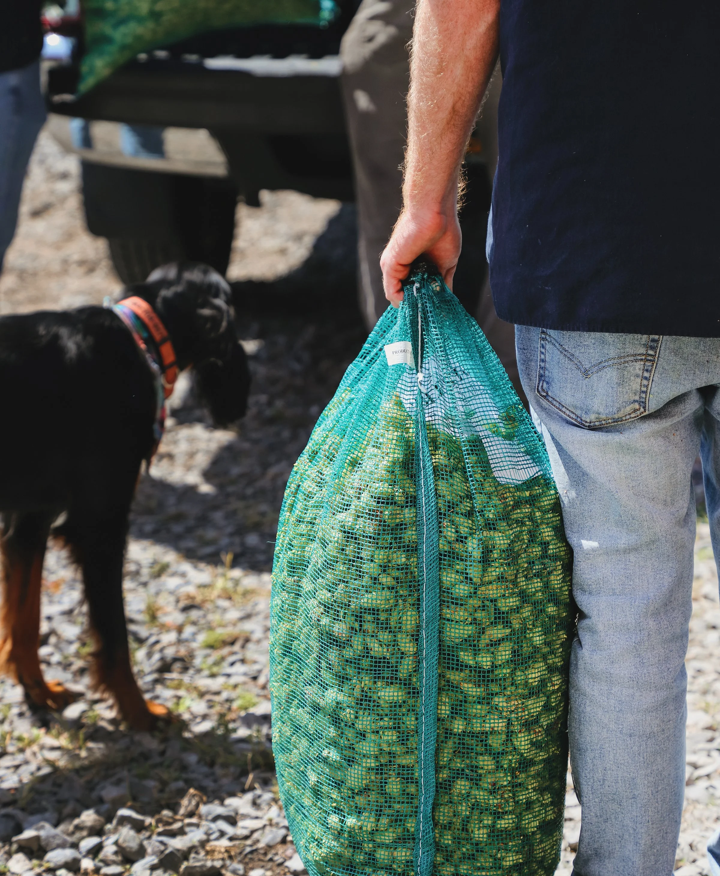 Person holding a teal mesh bag filled with green produce, standing next to a black dog with a colorful collar and a person in gray pants, outdoors on a rocky surface.