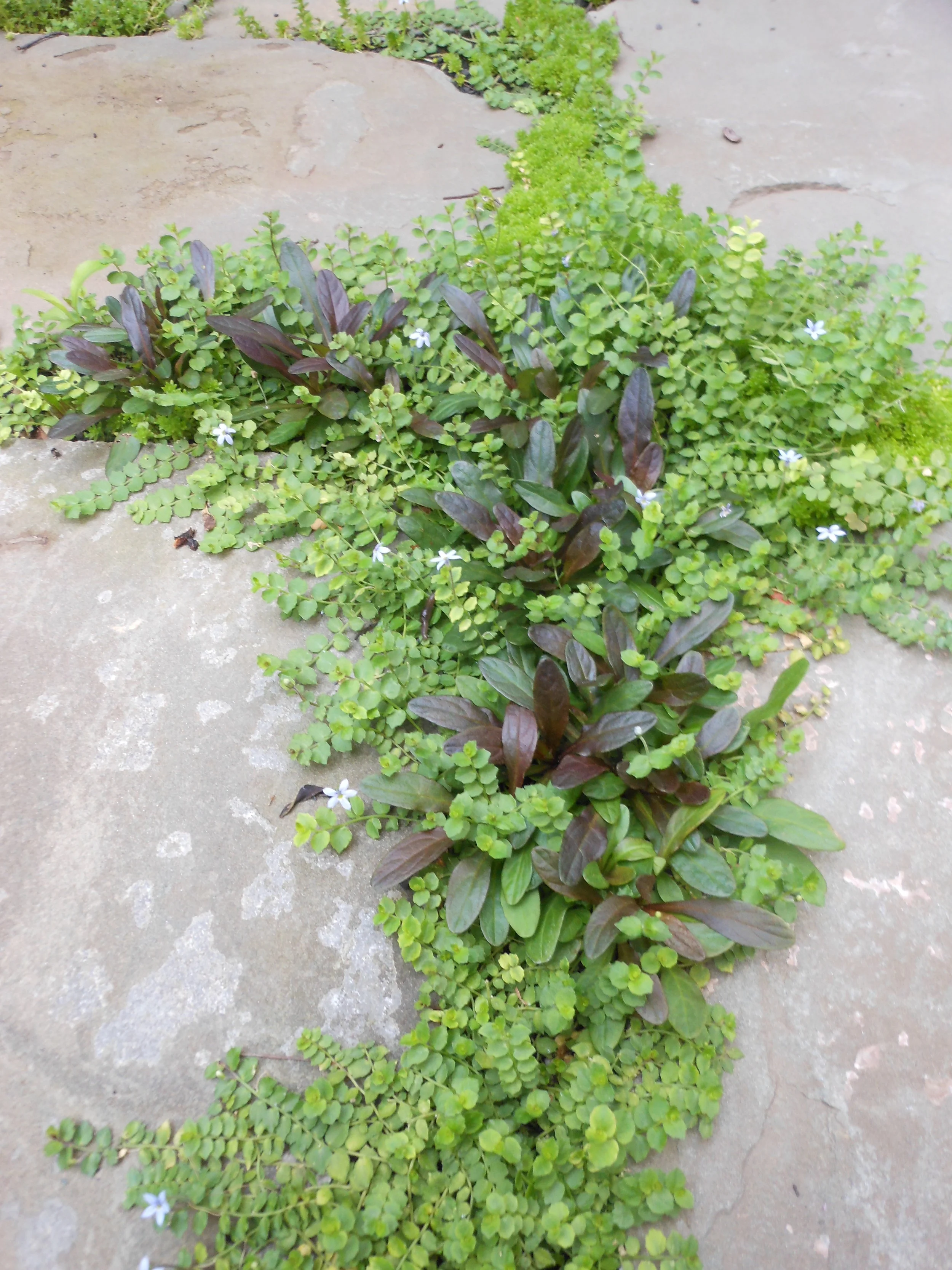 July 21 2012 058.JPG