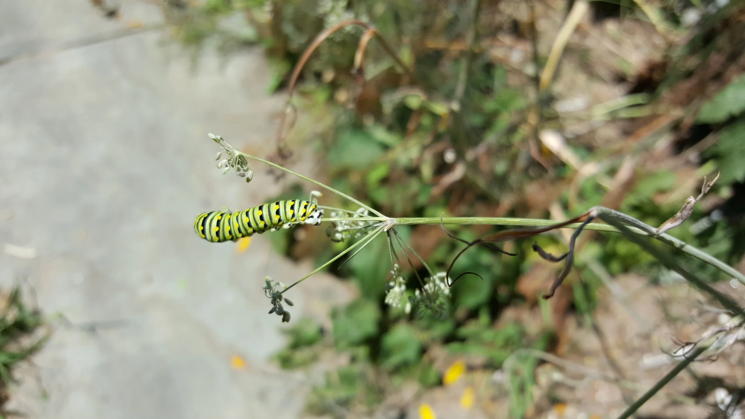 20150821_124840 - Copy.jpg
