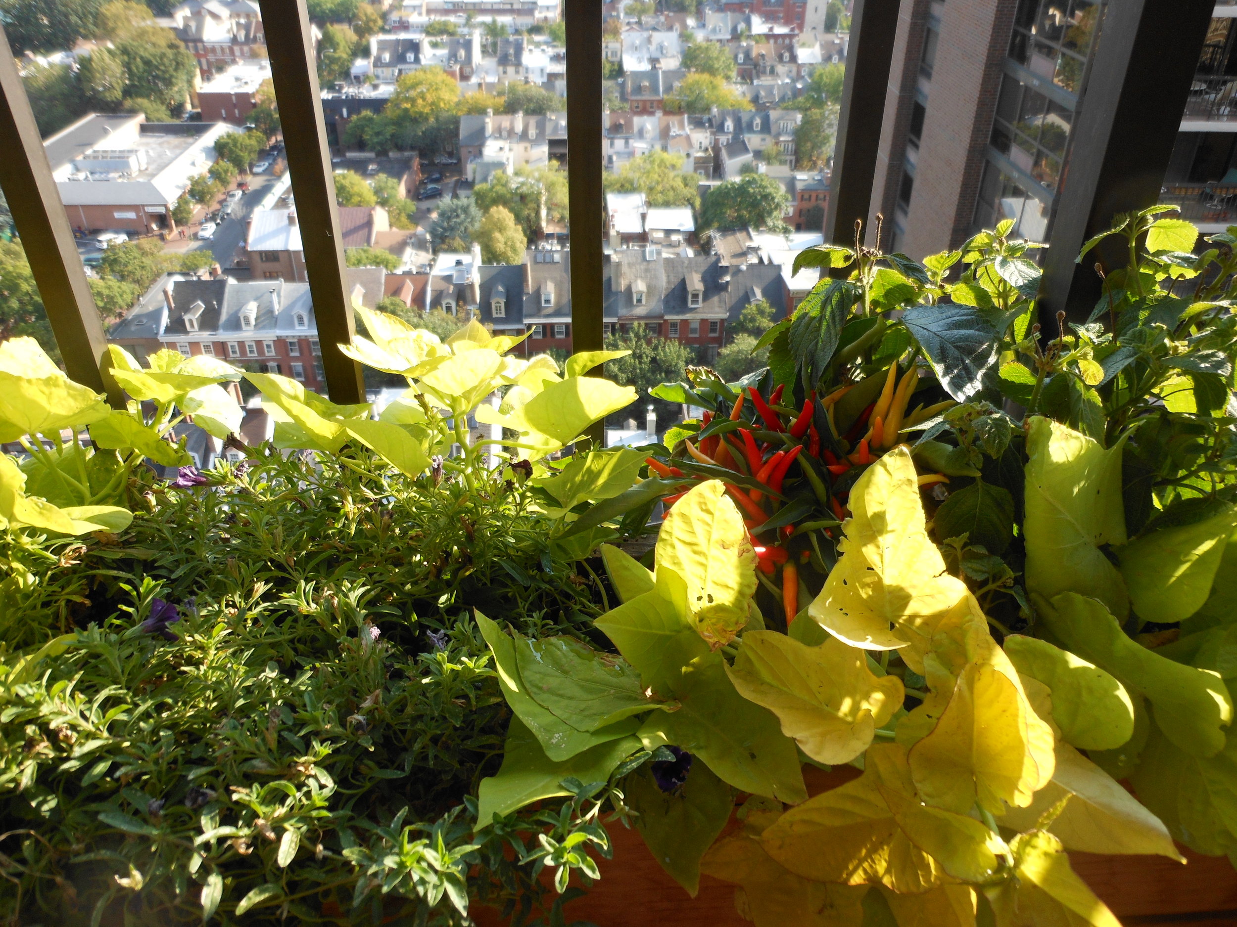 original1.September 18 2012 031.JPG