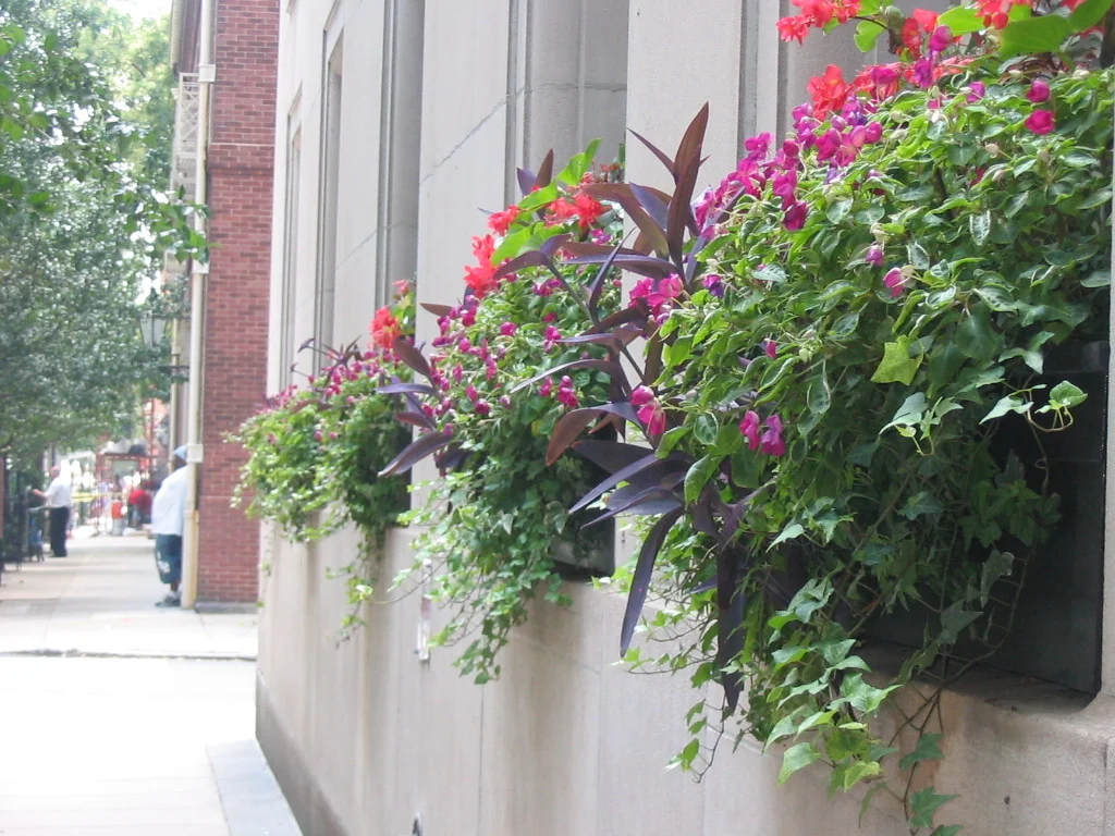 Flower Boxes We service clients in center city Philadelphia (as well as the surrounding neighborhoods) four times a year for seasonal flower box plantings. We are also happy to install flower boxes for clients for an appropriate fee.
