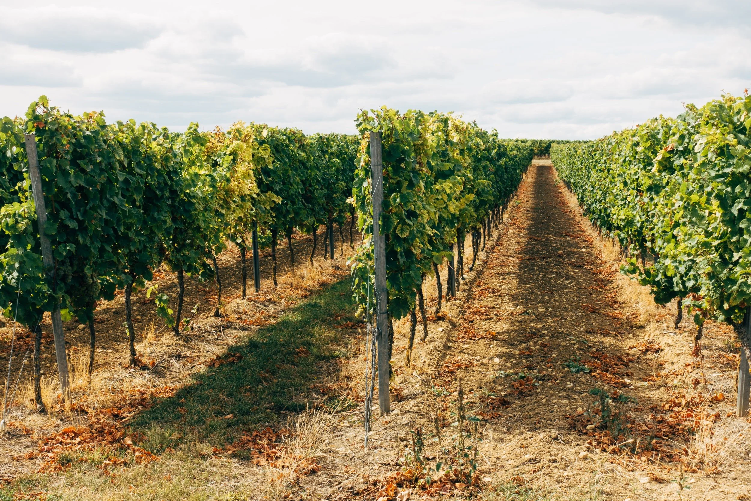 Cape May Winery Tour