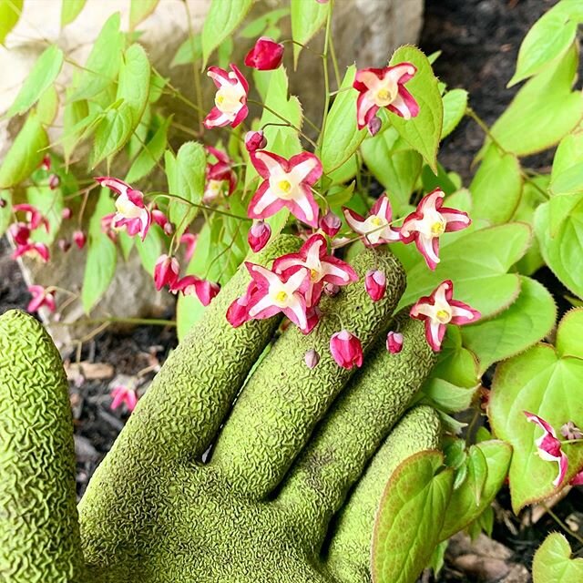 Epimedium: a textural and surprise element to the dry shade garden. Also called Barrenwort, Bishop&rsquo;s Hat and Fairy Wings, these strange delights combine well with ferns and pulmonaria. We think they are out of this world! 👽🚀💗