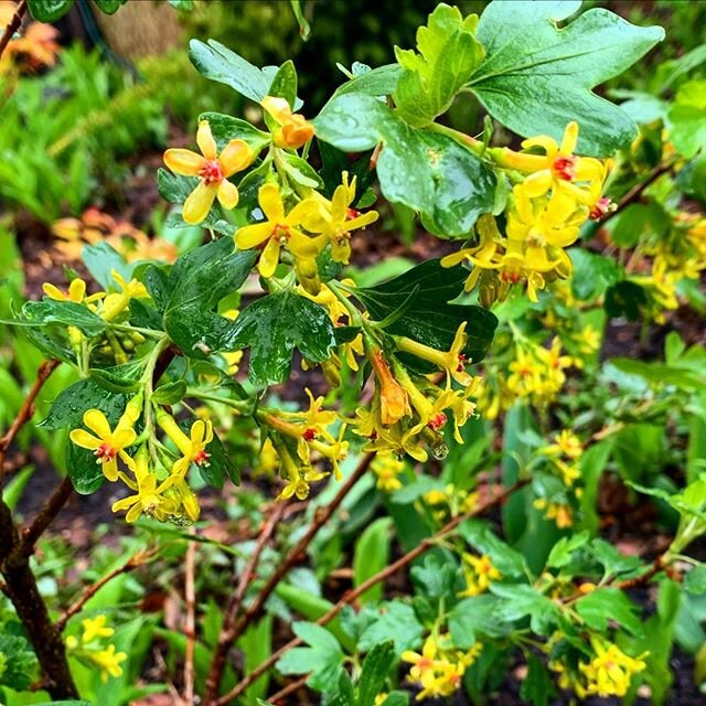 Golden Currant (Ribes aureum) have fragrant yellow flowers that are wildly attractive to hummingbirds and edible black berries that are attractive to our taste buds! A drought tolerant, native, fruiting shrub for shade - we&rsquo;re into it! 💛