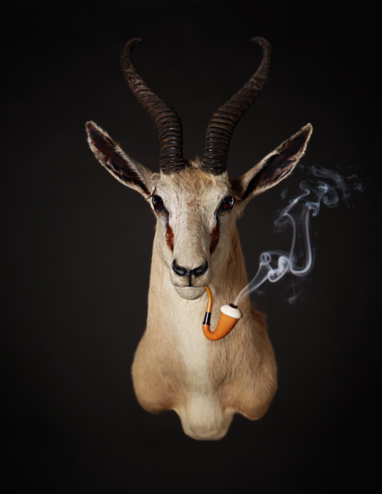 Spring+Bok+Smoking.png