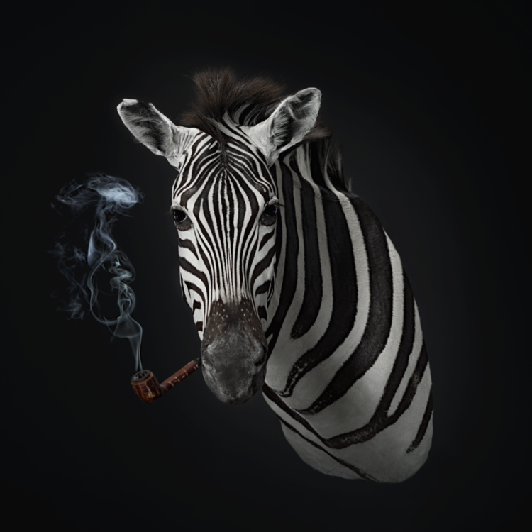 Smoking Zebra