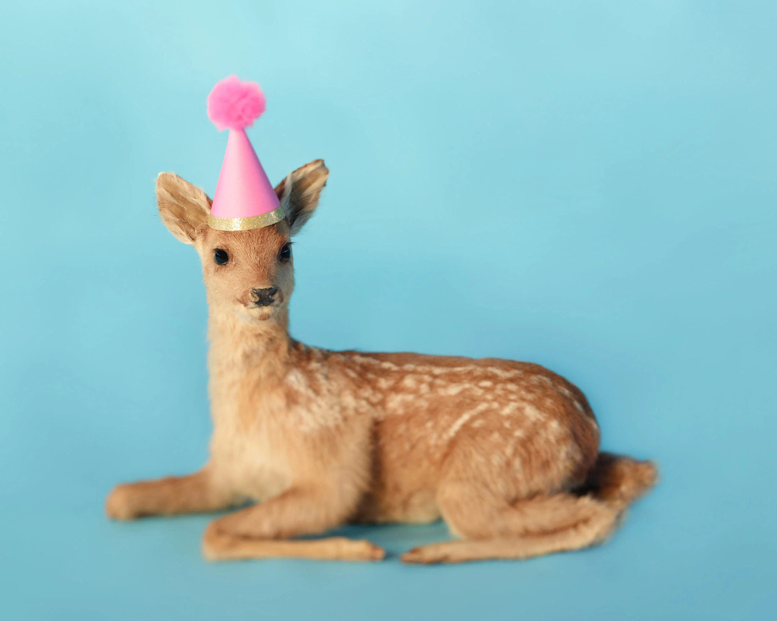 Clementine_Blue Fawn w Pink Hat.jpg