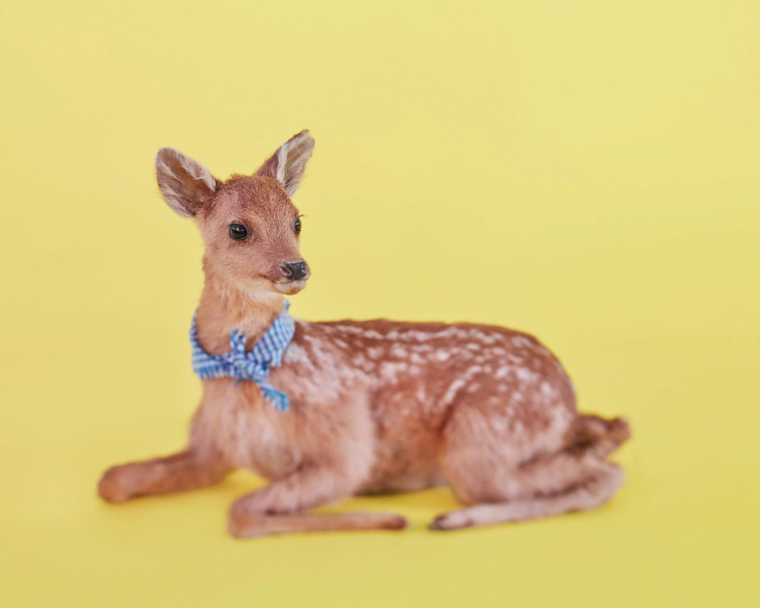 Daniel_Yellow Fawn w Blue Scarf.jpg