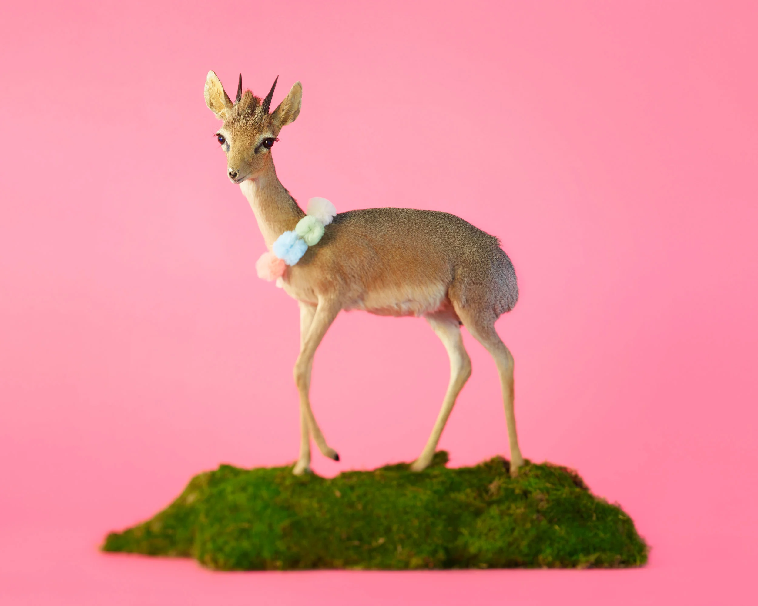 Delilah_Pink Dik Dik w Pom Poms.jpg