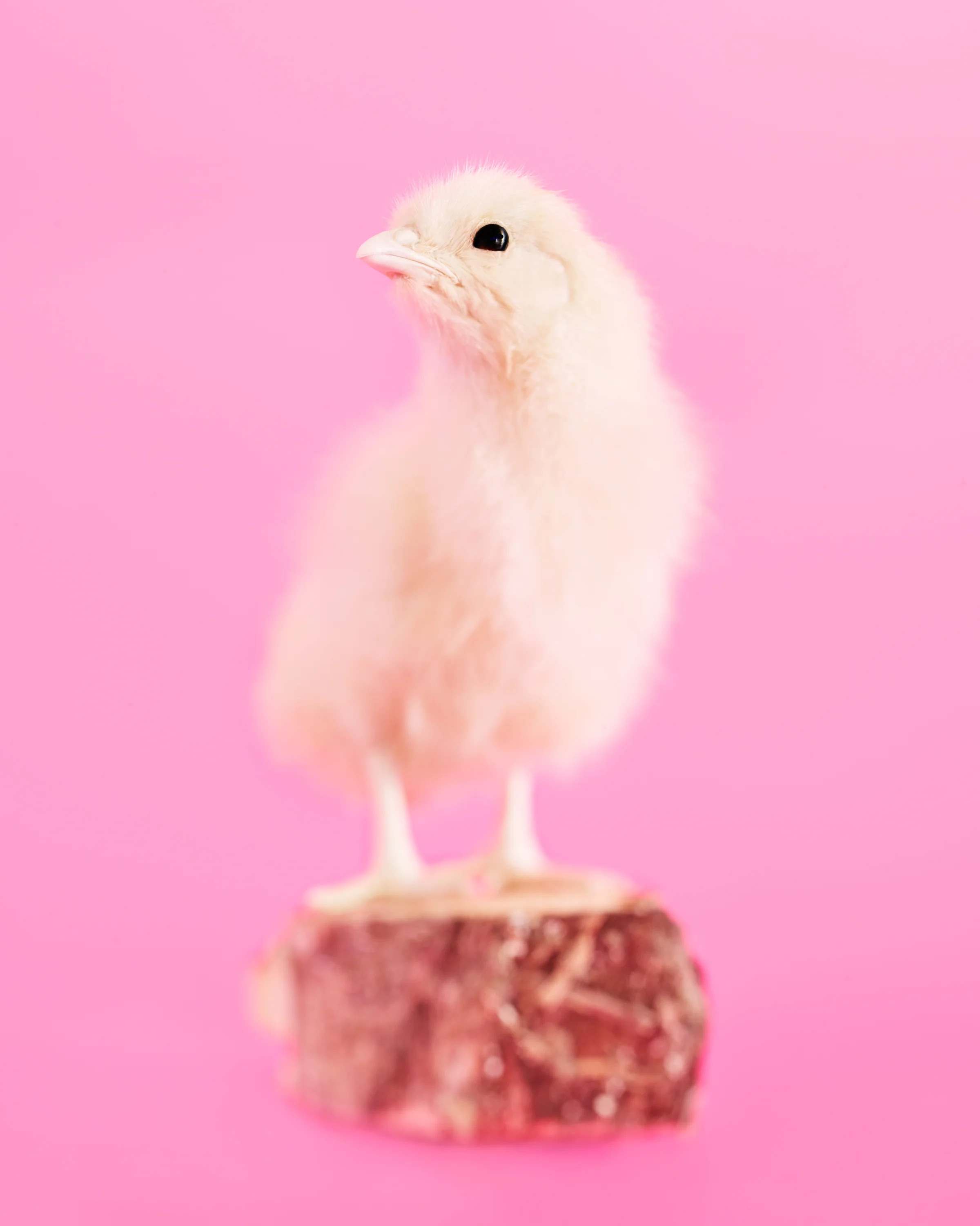 Harper_Pink Chick w no accessories.jpg