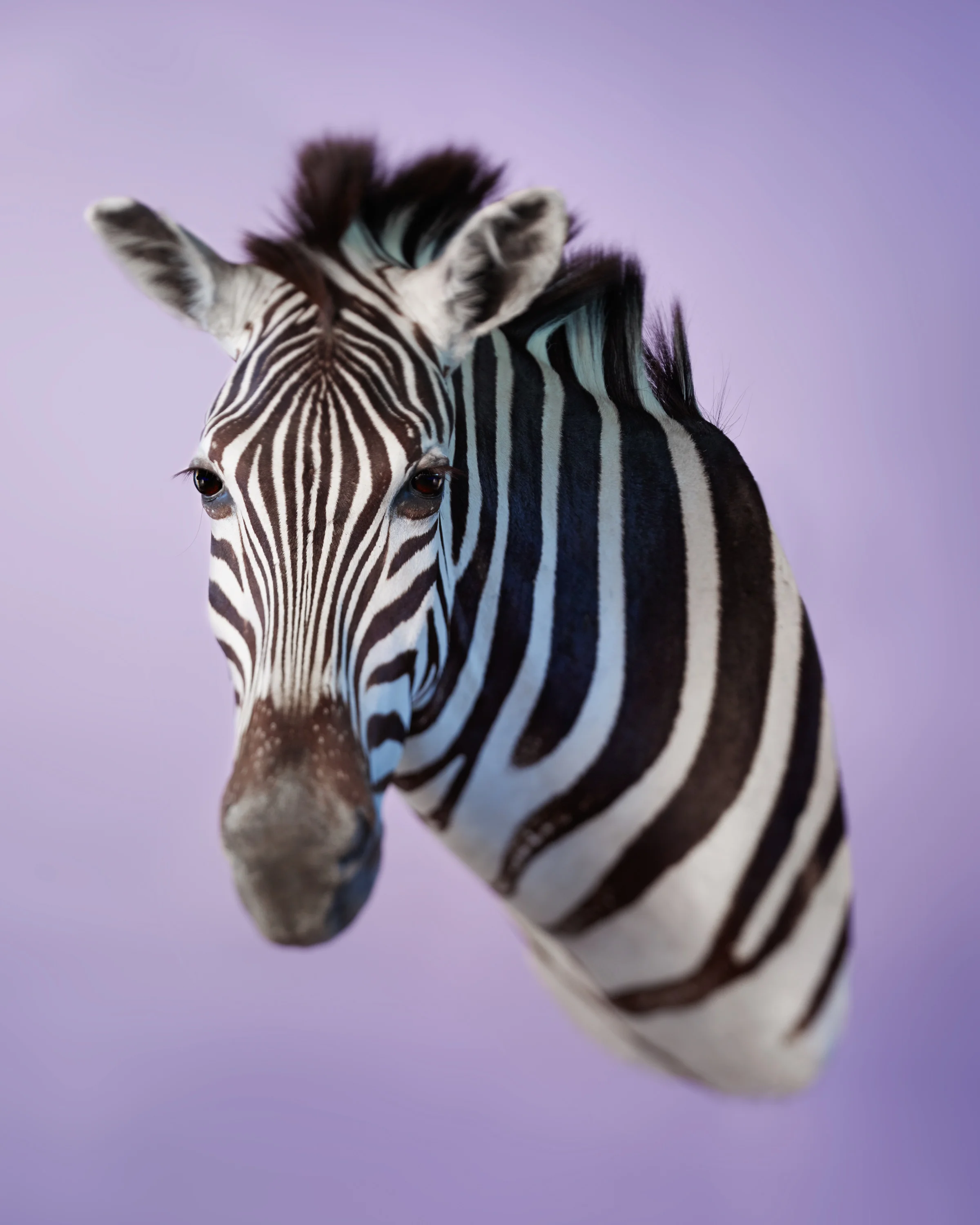 Junior_Purple Zebra w No Accessories.jpg